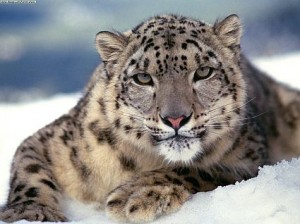 Snow Leopard 10.6.5